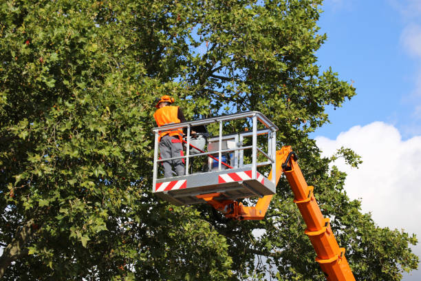 Residential Tree Removal in Siler City, NC